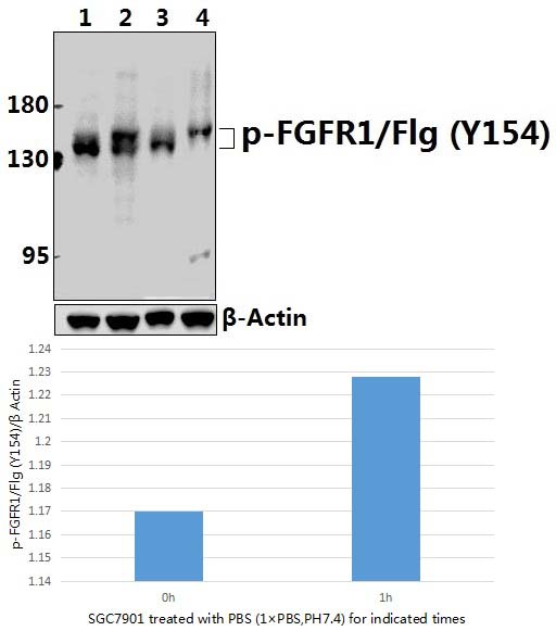 FGFR1 (phospho~Y154)