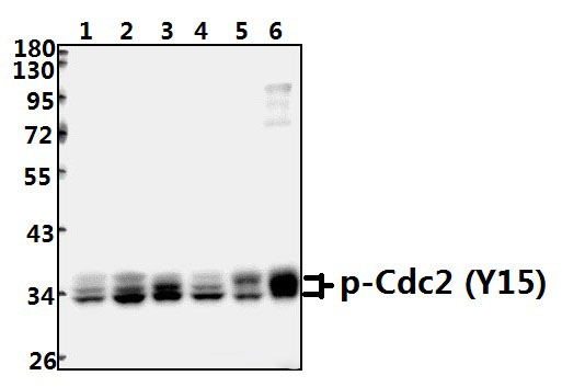 Cdk1/Cdc2 (phospho~Y15)