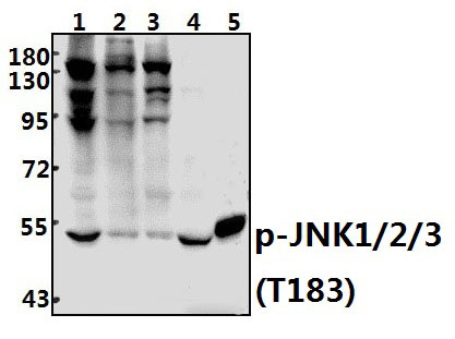 JNK1/2/3 (phospho~T183)
