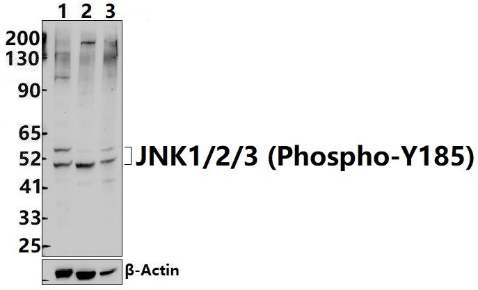 JNK1/2/3 (Phospho~Y185)