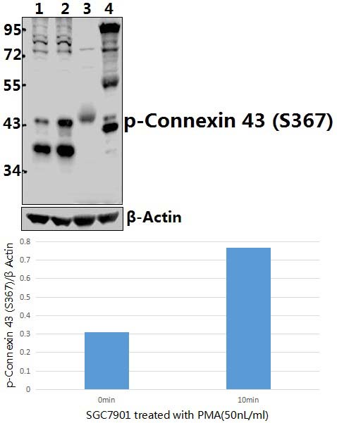 Connexin 43 (phospho~S367)