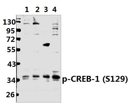 CREB (phospho~S129)