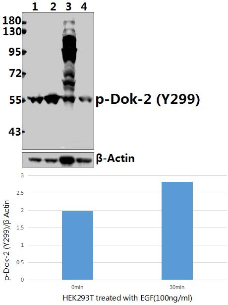 Dok~2 (phospho~Y299)