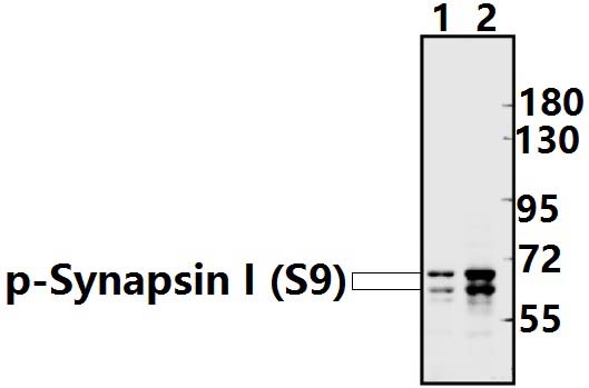 Synapsin I (phospho~S9)