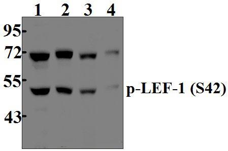 LEF~1 (phospho~S42)