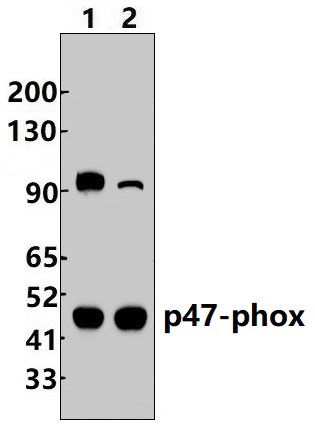 p47~phox