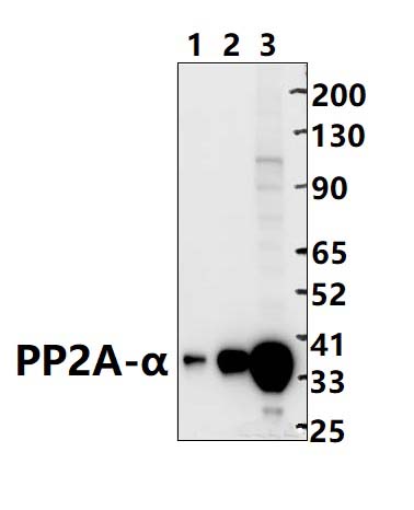 PP2A~α