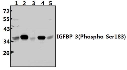 IGFBP~3 (Phospho~Ser183) polyclonal antibody