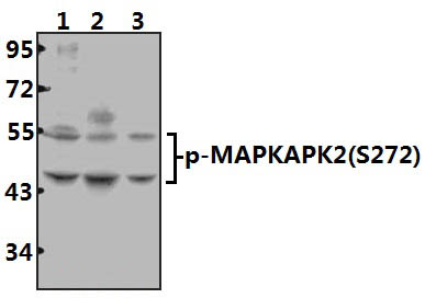 MAPKAPK~2 (phospho~S272) polyclonal antibody