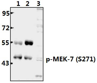 MEK~7 (phospho~S271) polyclonal antibody