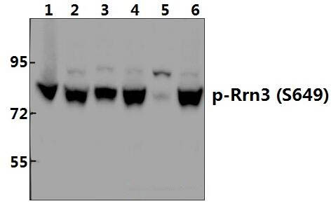 Rrn3 (phospho~S649) polyclonal antibody