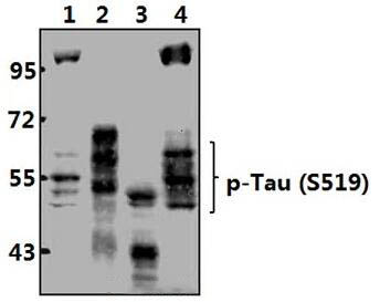 Tau (phospho~S519) polyclonal antibody