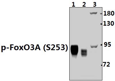 FoxO3A (phospho~S253)