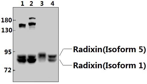Radixin