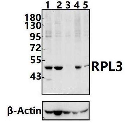RPL3