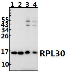 RPL30