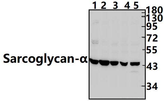 Sarcoglycan~α