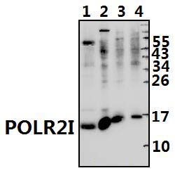 POLR2I