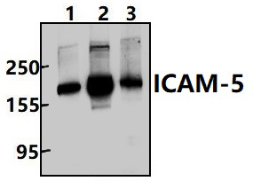 ICAM~5