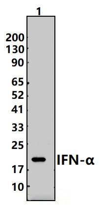 IFN~α