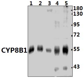 CYP8B1