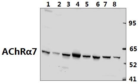 AChRα7