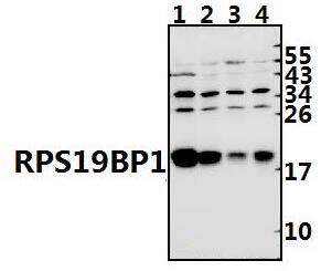 RPS19BP1