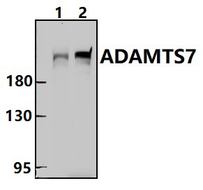 ADAMTS7