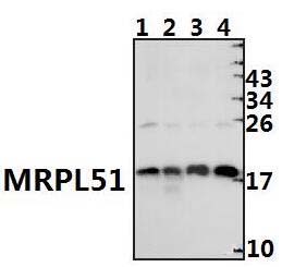 MRPL51