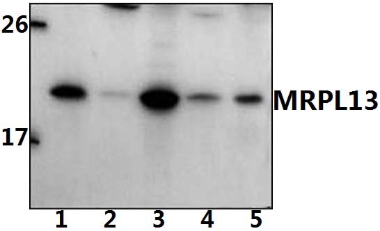 MRPL13