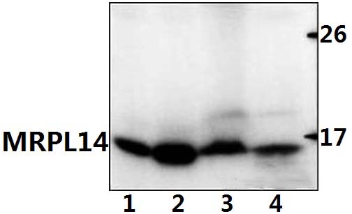 MRPL14