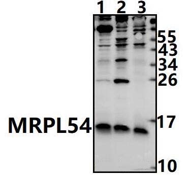 MRPL54
