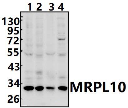 MRPL10
