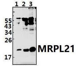 MRPL21