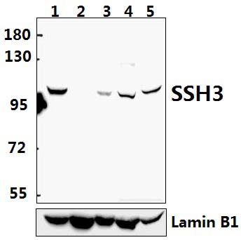 SSH3