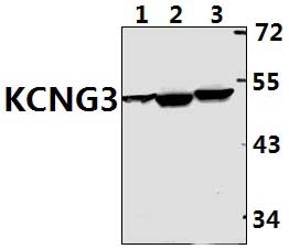 KCNG3