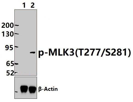 MLK3 (phospho~T277/S281)