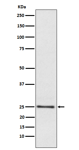 Lysophospholipase 1