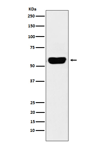 Salivary alpha amylase