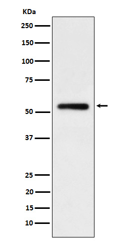 Human IgG1