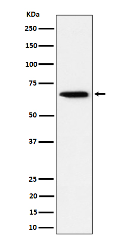 Sterol carrier protein 2