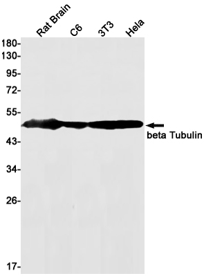 beta Tubulin