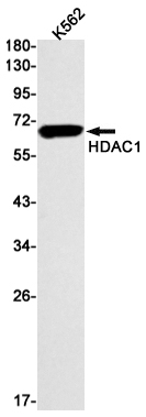 HDAC1