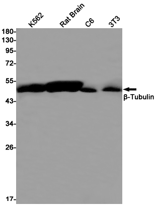 beta Tubulin