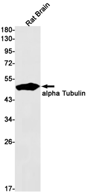 alpha Tubulin