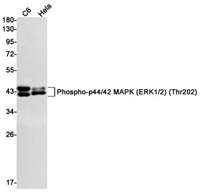 Phospho~ERK1/2 (Thr202/Thr185)