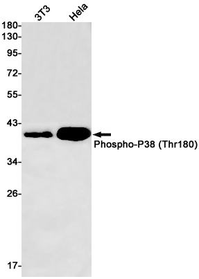Phospho~p38 (Thr180)