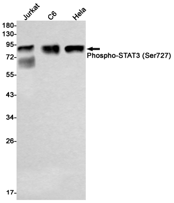 Phospho~STAT3 (Ser727)