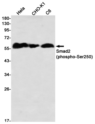 Phospho~Smad2 (Ser250)