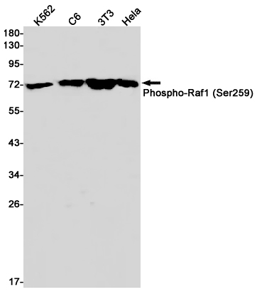 Phospho~Raf1 (Ser259)